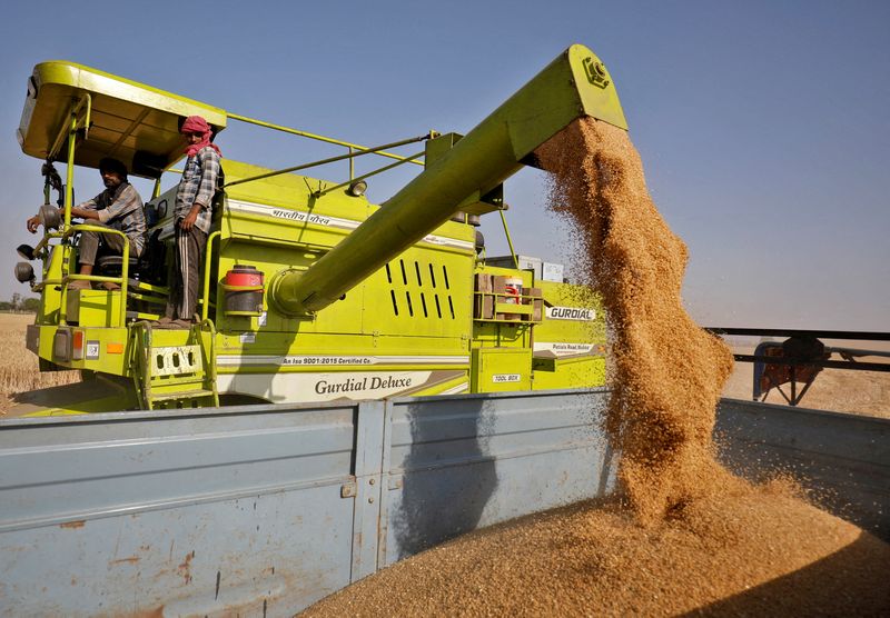 FILE PHOTO: A combine deposits harvested wheat in a tractor trolley at a field on the outskirts of Ahmedabad