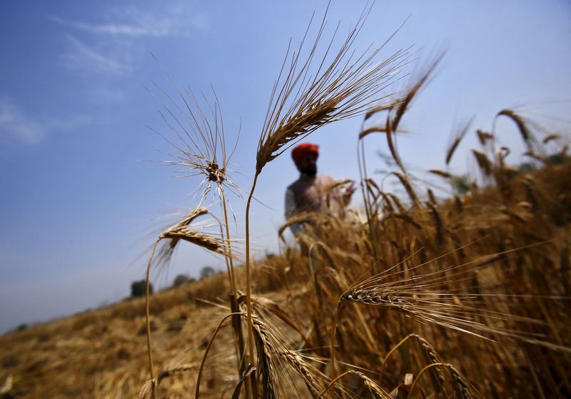 FILE PHOTO: A farmer stands in his wheat field, which was damaged by unseasonal rains, in Vaidi