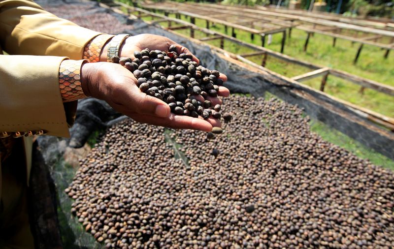 Worker holds coffee berries as they to sundry at the Bradegate coffee factory in Karatina near Nyeri