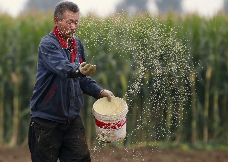 FILE PHOTO: A farmer plants seeds in a corn field at a farm in Gaocheng