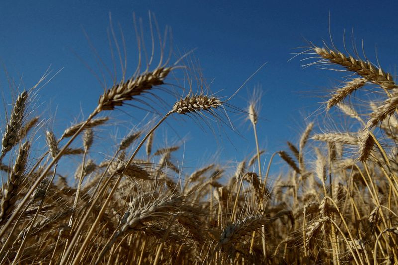 Imagen de archivo de espigas de trigo en un campo cercano a la localidad de Zhovtneve, Ucrania.