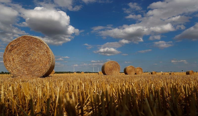 Harvested wheat is seen on a field in Zeitz