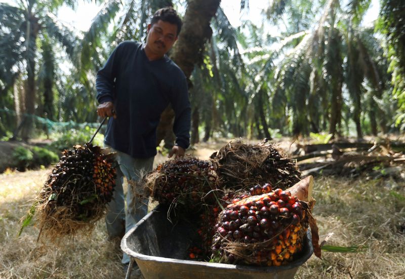 FILE PHOTO: A worker loads fresh fruit bunches of oil palm tree into a wheelbarrow during harvest at a palm oil plantation in Kuala Selangor