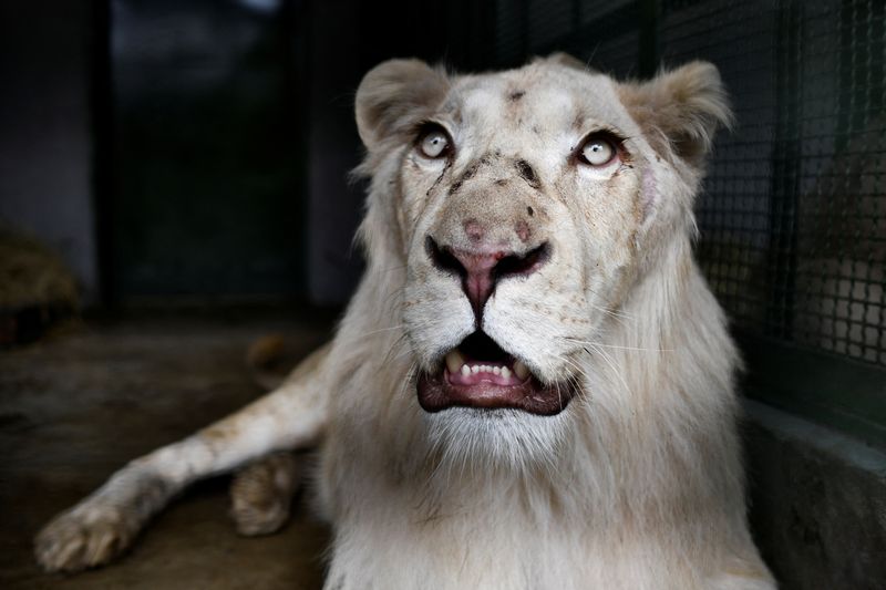 En medio de la crisis, leones blancos despiertan entusiasmo en zoológico de  la capital de Venezuela - Noticias del mercado de valores | MarketScreener
