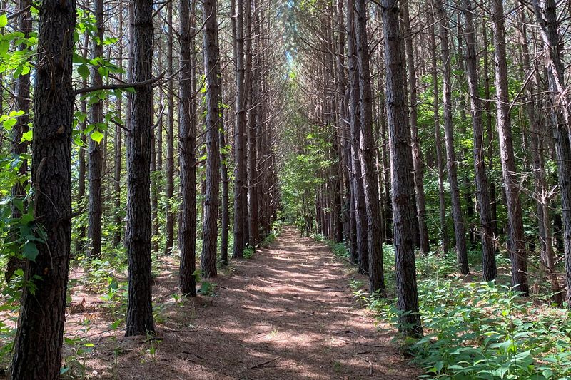 FILE PHOTO: A trail though a forest, which is planned for development of Piedmont Lithium's mine, is seen in Gaston County