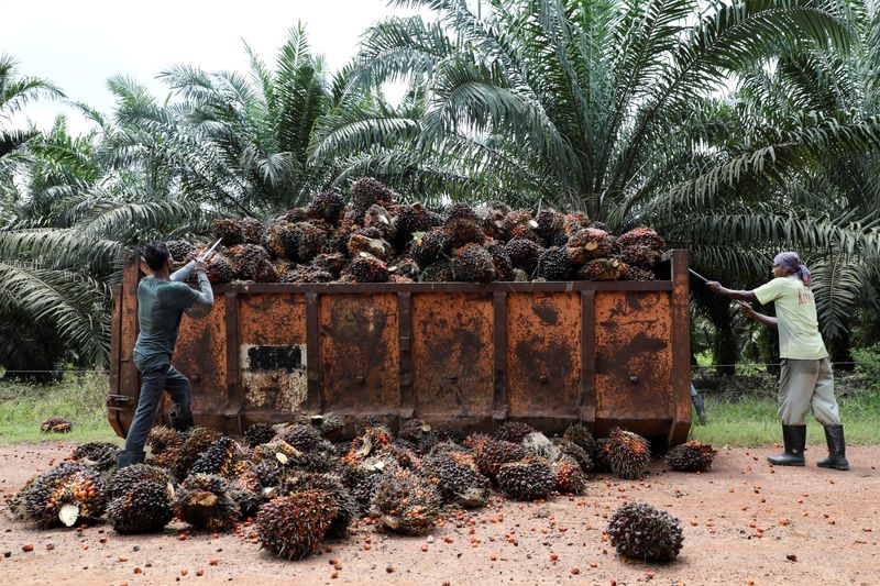 Pekerja kelapa sawit Indonesia tiba di Malaysia setelah kemunduran birokrasi
