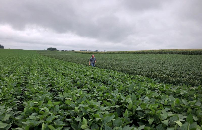 FILE PHOTO: Soybean fields in Wisconsin are pictured in 2018