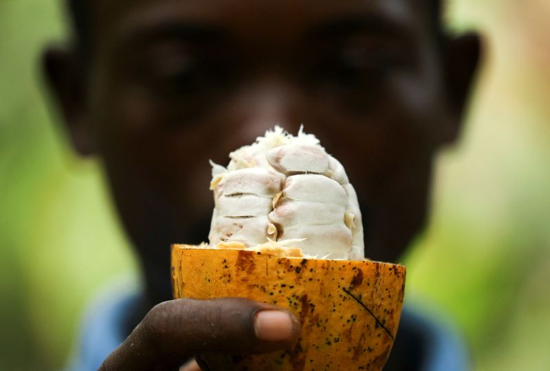 FILE PHOTO: A farmer holds a cocoa pod at a cocoa farm in Alepe
