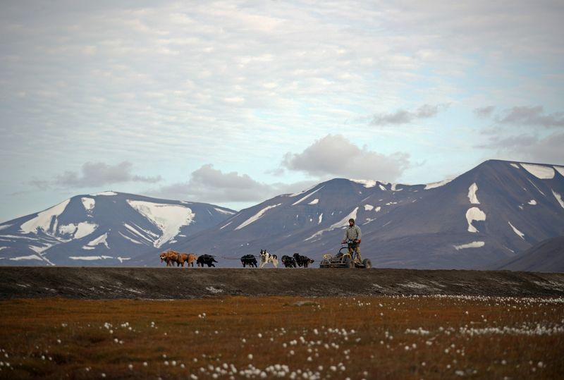 Husky dogs pull a rig and musher Audun Salte through the town of Longyearbyen in Svalbard