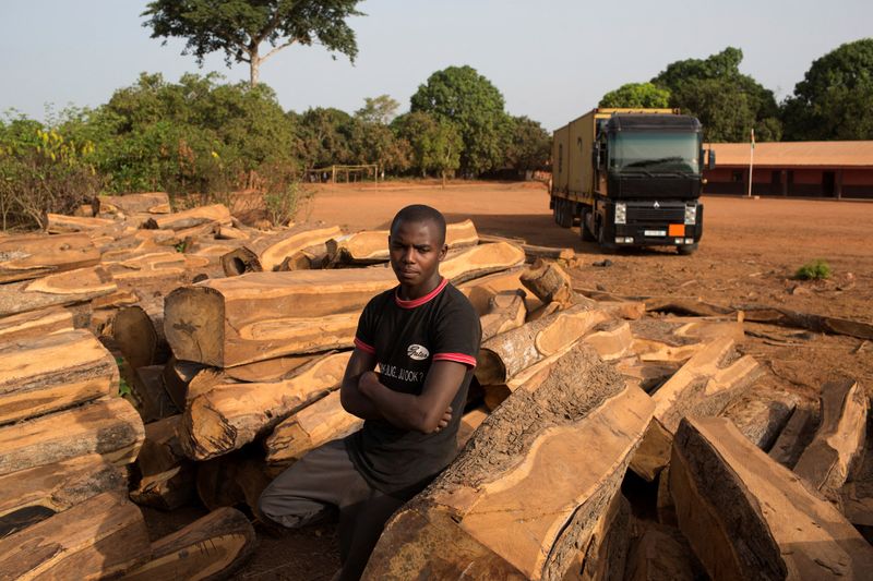 A driver from Guinea waiting to drive to Bissau stands amid cut rosewood in Sintchan Tcherno,