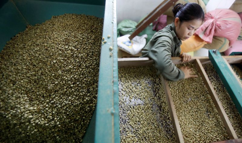 A woman checks coffee beans that are sorted by size at a coffee factory in Hanoi