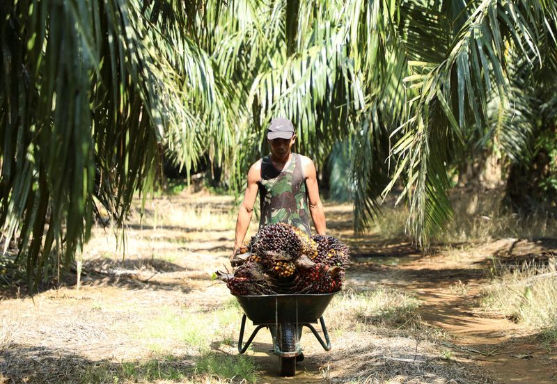 FILE PHOTO: A worker pushes a wheelbarrow of fresh fruit bunches of oil palm tree during harvest at a palm oil plantation in Kuala Selangor