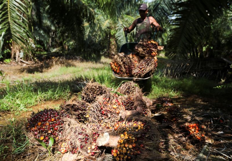 Fresh fruit bunches of oil palm tree are harvested at a palm oil plantation in Kuala Selangor