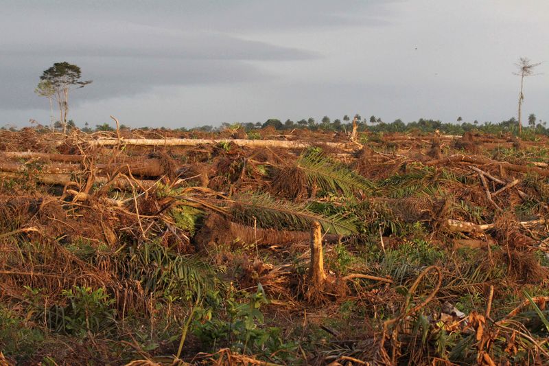ARCHIV: Land, das für eine Palmölplantage gerodet wurde, ist in der Gemeinde Malen im Bezirk Pujehun im Süden Sierra Leones zu sehenARCHIV: Land, das für eine Palmölplantage gerodet wurde, ist in der Gemeinde Malen im Bezirk Pujehun im Süden Sierra L