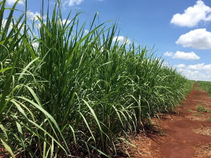 Imagen de archivo de un campo de caña de azúcar en Jacarezinho, Brasil.