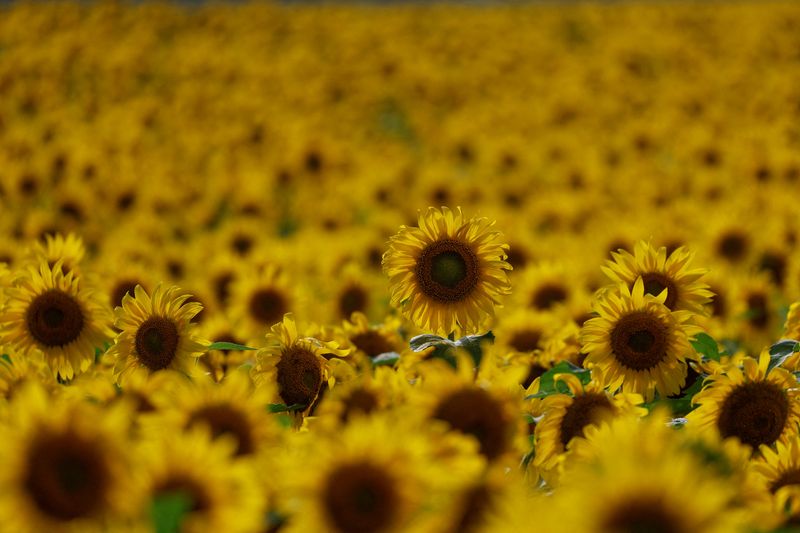 FILE PHOTO: Sunflowers are seen in a field in Chernihiv region