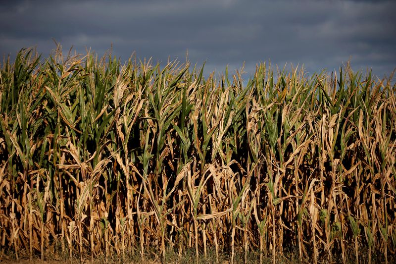 FOTO DE ARCHIVO: Un campo de maíz en Schnersheim, cerca de Estrasburgo, Francia.