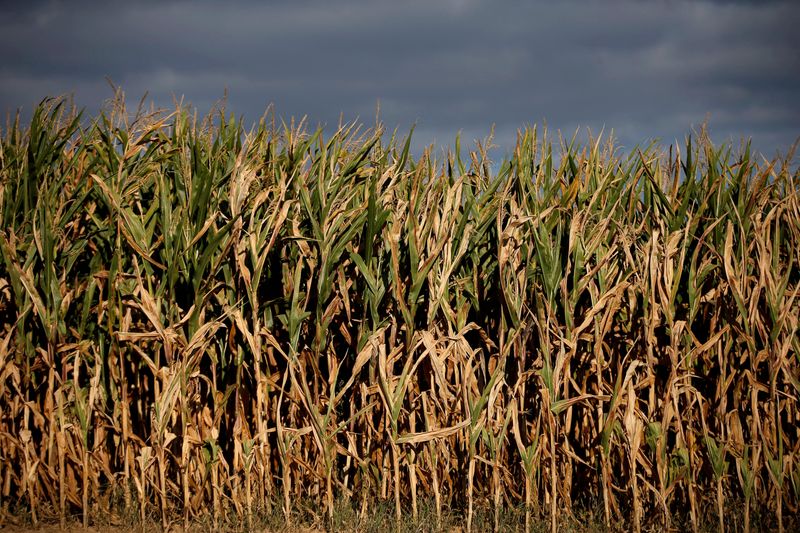 FILE PHOTO: A field of corn is seen in Schnersheim near Strasbourg