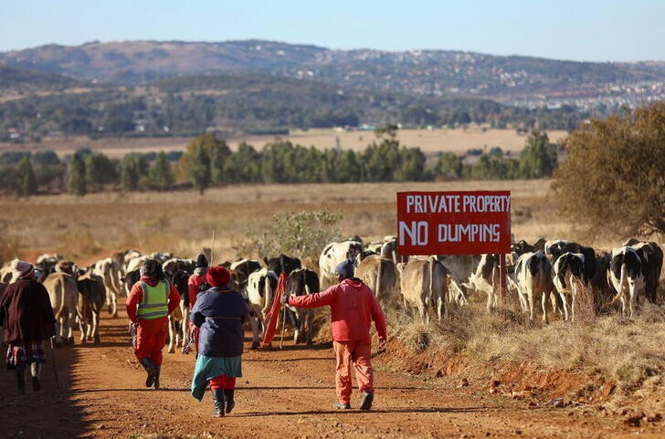 Workers drive cattle past a 'private property' sign, at a farm in Eikenhof