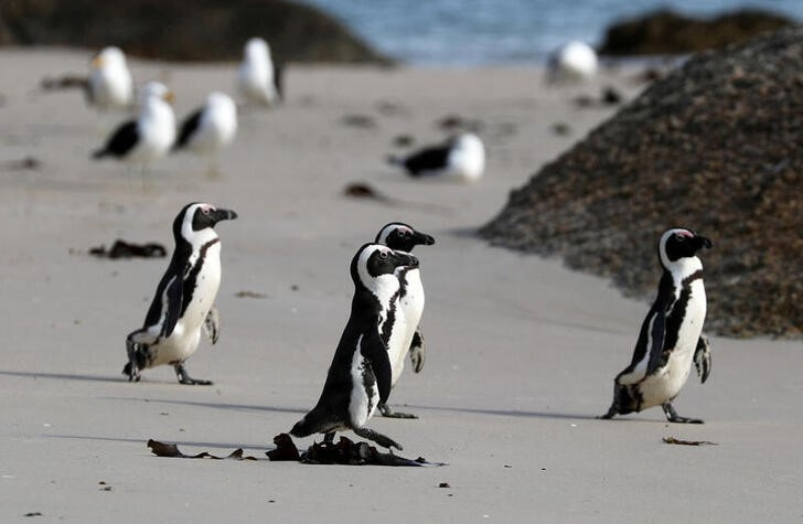 FILE PHOTO: Group of African penguins walk across Seaforth Beach, near Cape Town, South Africa