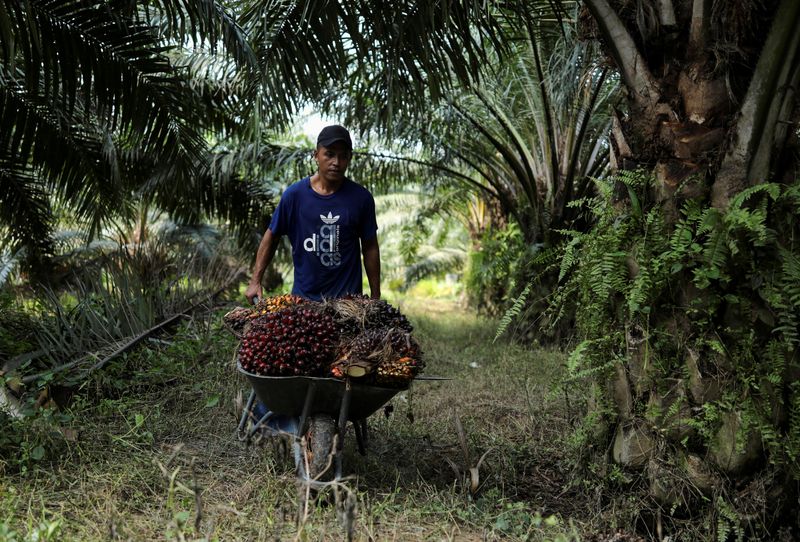 FILE PHOTO: Amid migrant labour shortage lone farmers hurdle to harvest palm fruits in Malyasia