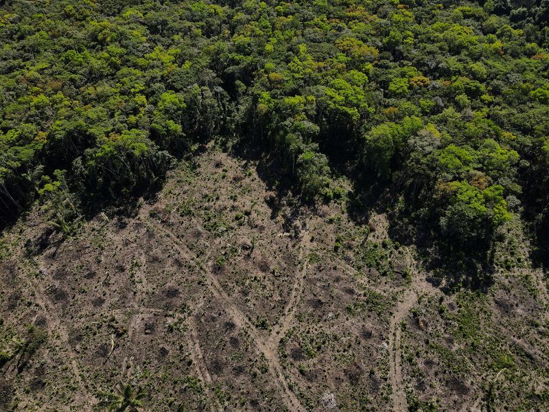 Indonesia dan Brazil adalah penyebab terbesar hilangnya hutan tropis karena pertambangan industri