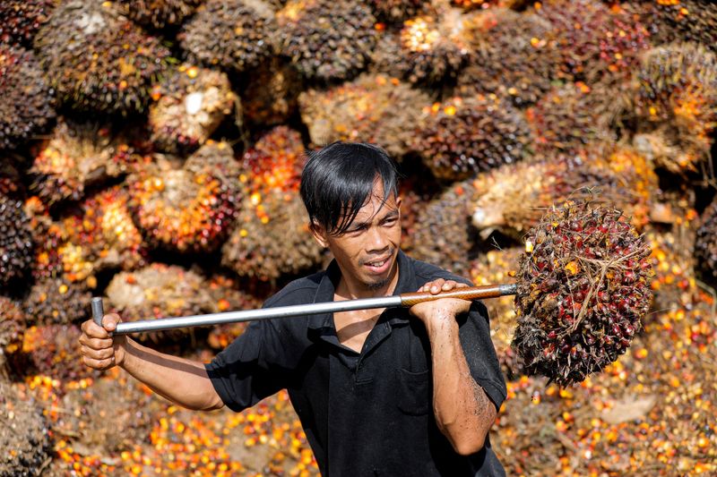 Ekspor Minyak Sawit Indonesia, Produksi Turun di 2023 – GAPKI