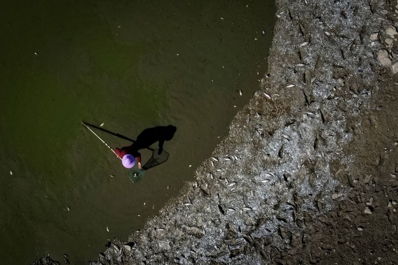 Dead fish littering the shore as local villager Ye Fa catches fish in a pool of water left by Poyang Lake that shows record-low water levels as the region experiences a drought outside Nanchang