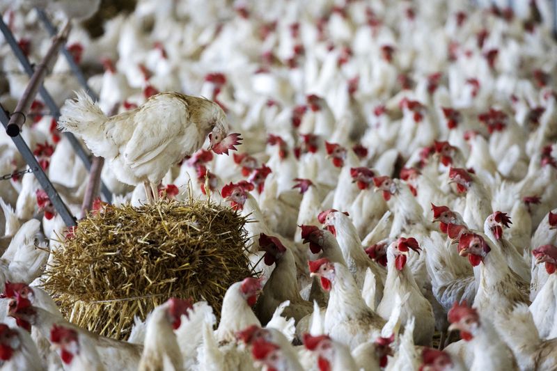 FILE PHOTO: Swiss vote to ban factory farming
