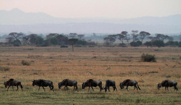 FILE PHOTO: Wildbeest graze in Serengeti National Park