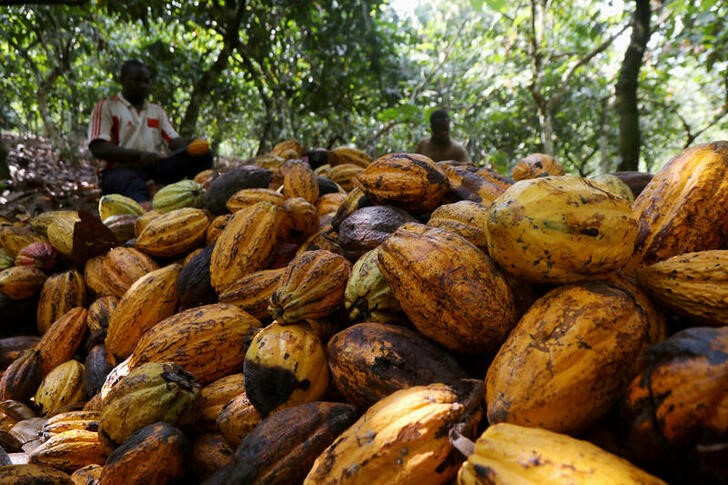 FILE PHOTO: Farmers break cocoa pods at a cocoa farm in Soubre, Ivory Coast