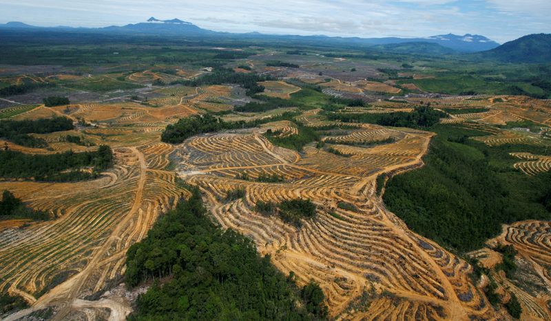 Una zona forestal talada y destinada a plantaciones de aceite de palma en el distrito de Kapuas Hulu
