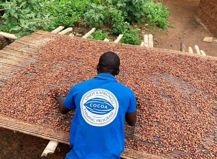 Ghanian cocoa farmer, Aziz Kwadio, 34, dries cocoa beans at his farm in the village of Essam