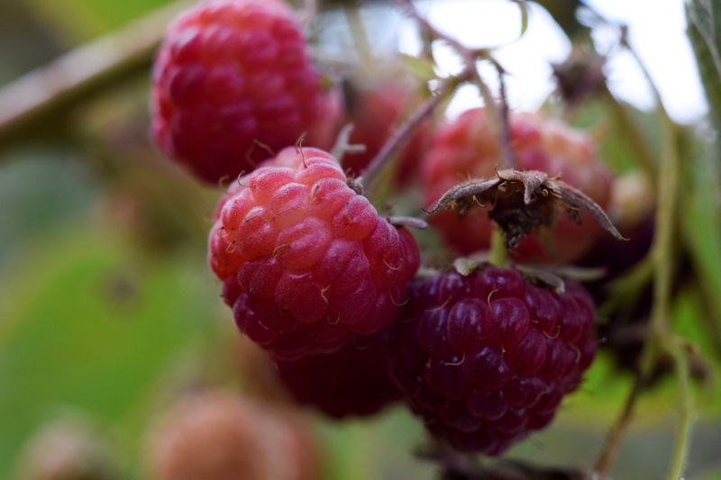 FILE PHOTO: Raspberries are pictured during a harvest season at a farm in Chile