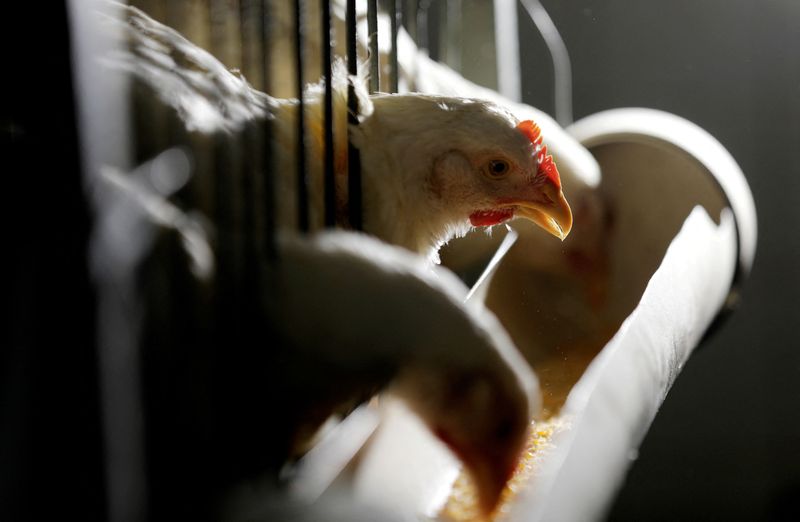 La producción y las exportaciones brasileñas de pollos de engorde aumentarán en 2023: grupo industrial