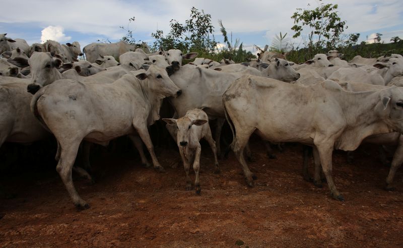 IMAGEN DE ARCHIVO REFERENCIAL. Vacas reunidas en una fina cerca de la ciudad de Uruará, en Brasil