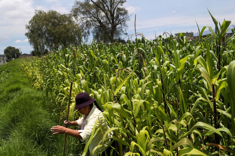 The United States asks Mexico to hold formal talks on a dispute over genetically modified corn
