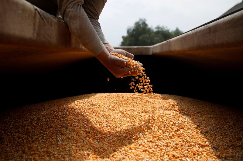 Photo of México estudia el impacto del maíz transgénico en tortillas en el contexto de la disputa comercial con Estados Unidos