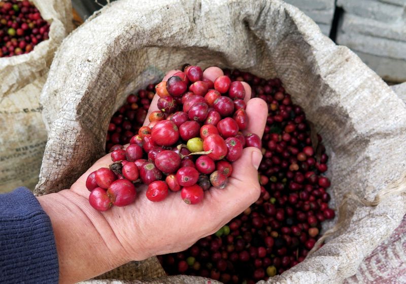 Nestlé mencoba memberikan uang kepada petani kopi yang menanam biji secara berkelanjutan