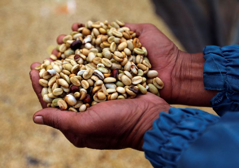 Panen kopi Indonesia terancam El Nino